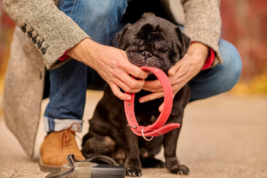 Guide Pratique : Mesurer le Tour de Cou de Votre Animal et Choisir le Collier Personnalisé Idéal