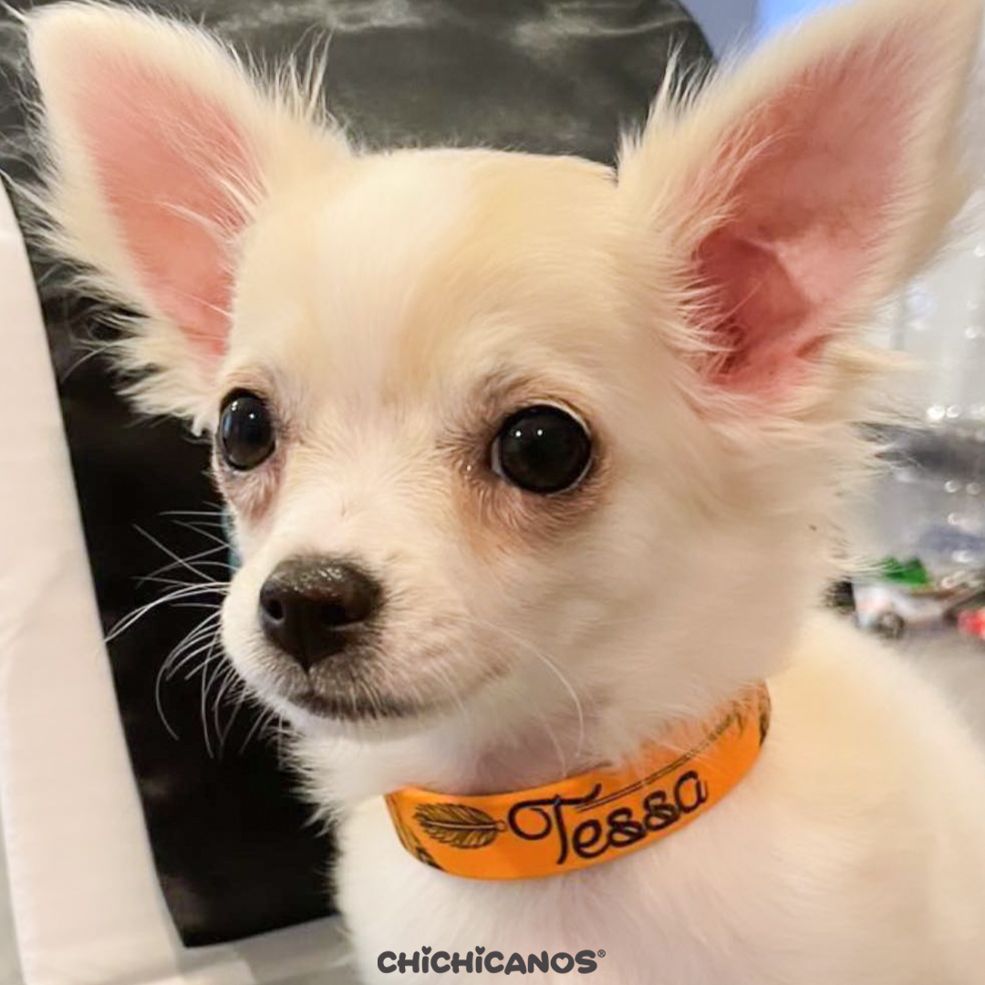 Collier pour chien personnalisé