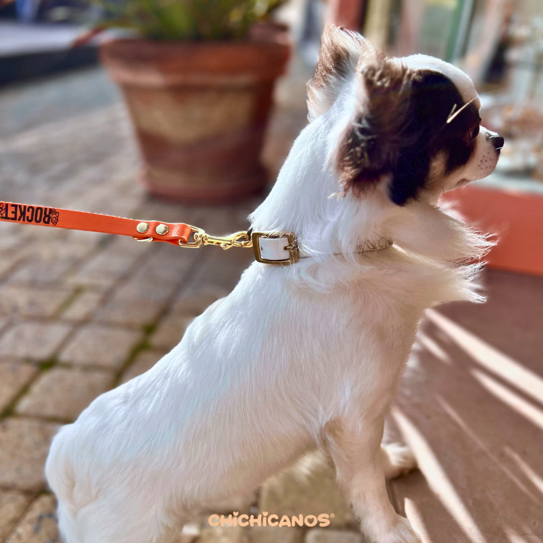 Laisse multiposition pour chien