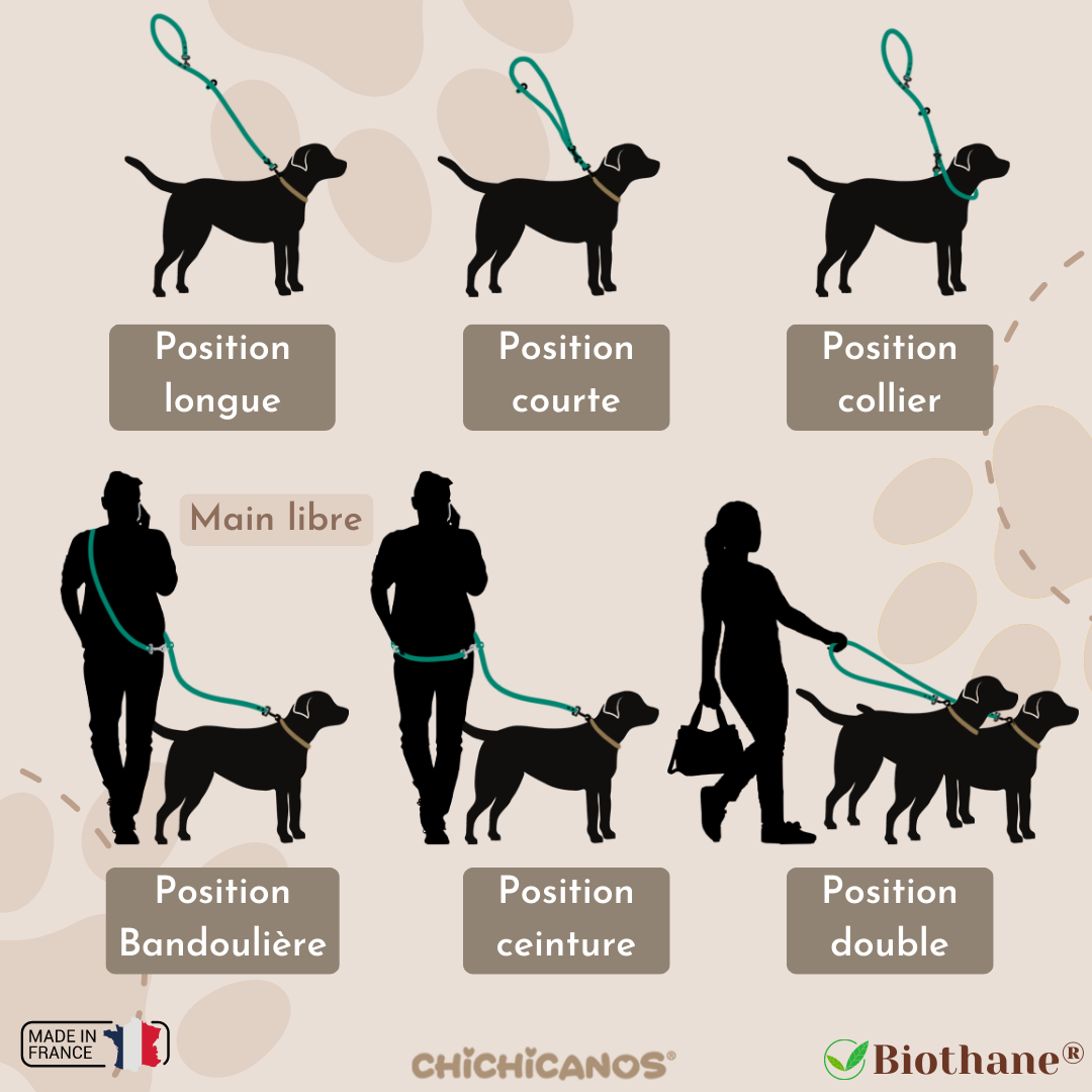 8 accessoires pour votre chien